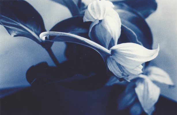 Medinilla, 2012 Medinilla, 2012