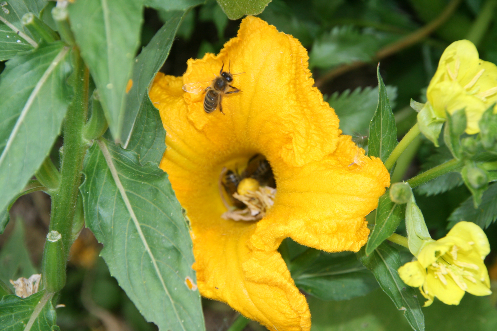BIOPOLY – ARS NATURA Bienenforum